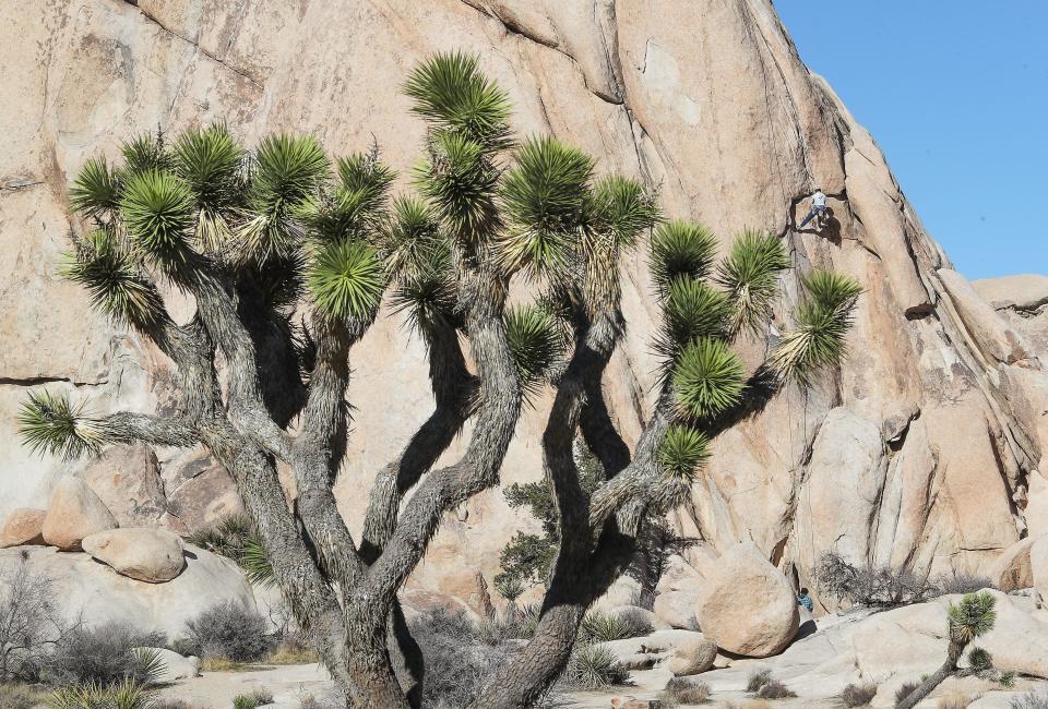 A climber, right, climbs a rock in Joshua Tree National Park, Calif., Monday, January 24, 2022.