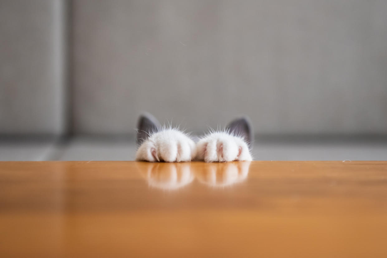 Katzen sind tolle Haustiere, haben aber scharfe Krallen - was bei einem Katzenkratzer zu beachten ist (Symbolbild: Getty Images)