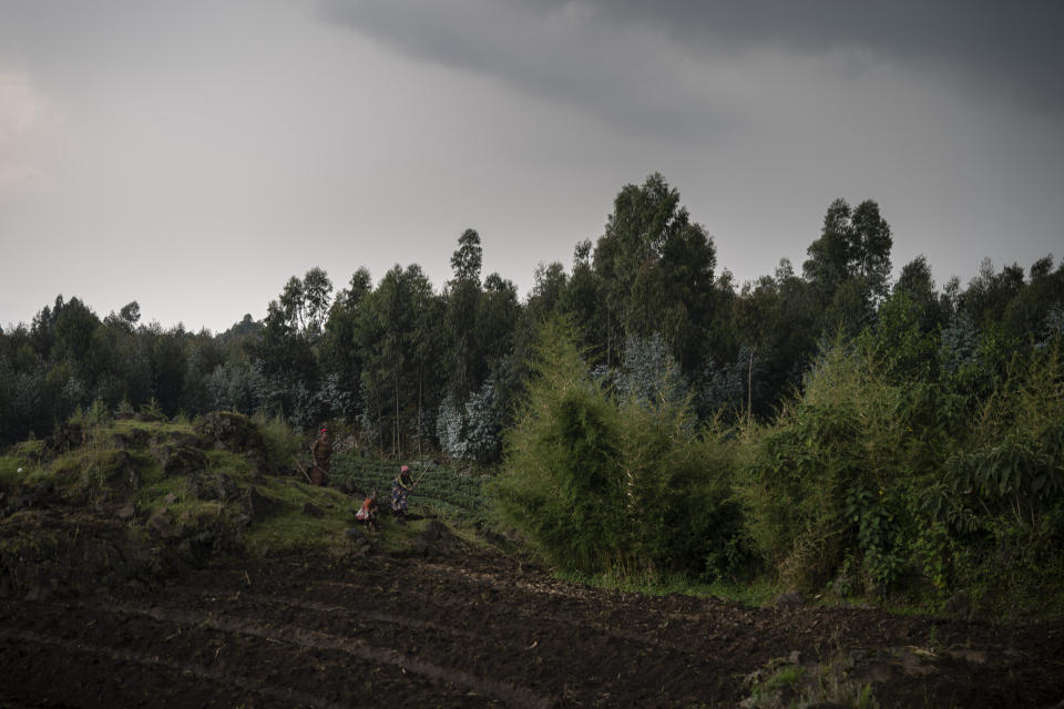 In this Sept. 2, 2019 photo, farmers work on their land near the Volcanoes National Park in Kinigi, Rwanda. In 2005, the government adopted a model to steer 5% of tourism revenue from Volcanoes National Park to build infrastructure in surrounding villages, including schools and health clinics. Two years ago, the share was raised to 10%. (AP Photo/Felipe Dana)