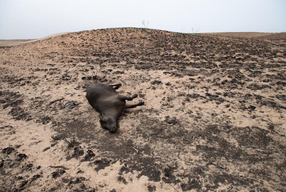 A dead cow lays on Currie Smith’s ranch after it was burned by the Smokehouse Creek fire Sunday, March. 3, 2024, in Hemphill County, Texas.