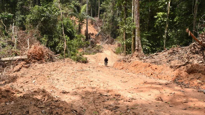 An official in northern Brazil inspects a deforested area in the Amazon rainforest