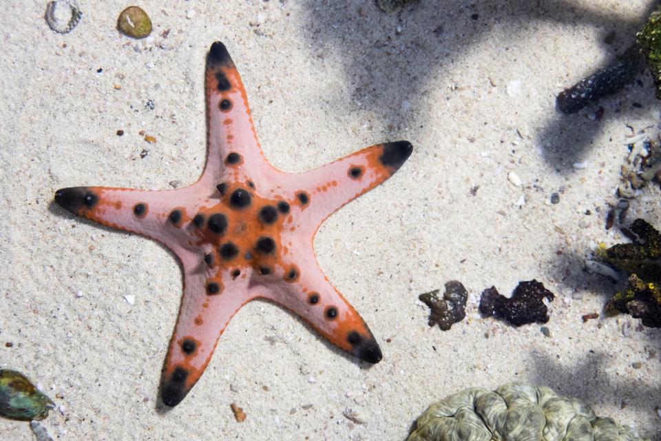 Image of a pink starfish with black dots.