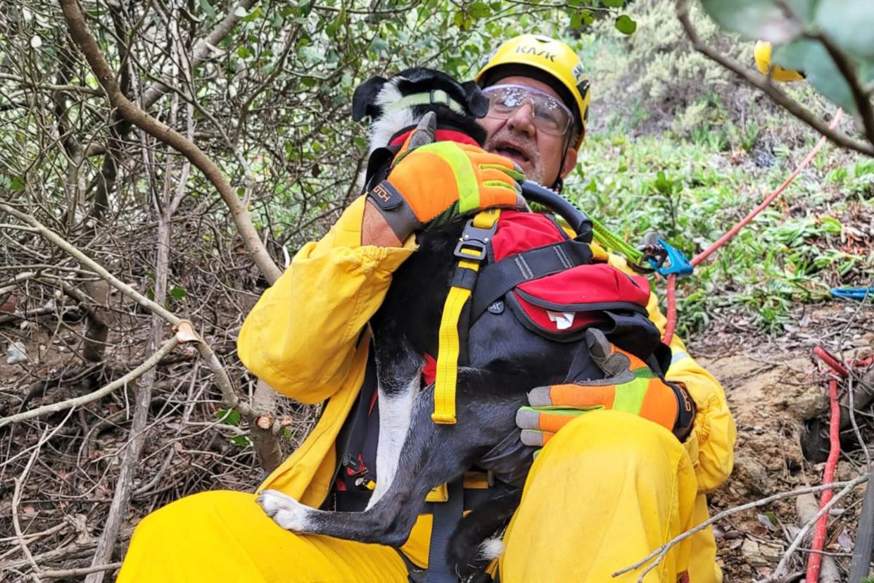 man rescuing dog from 100 foot cliff