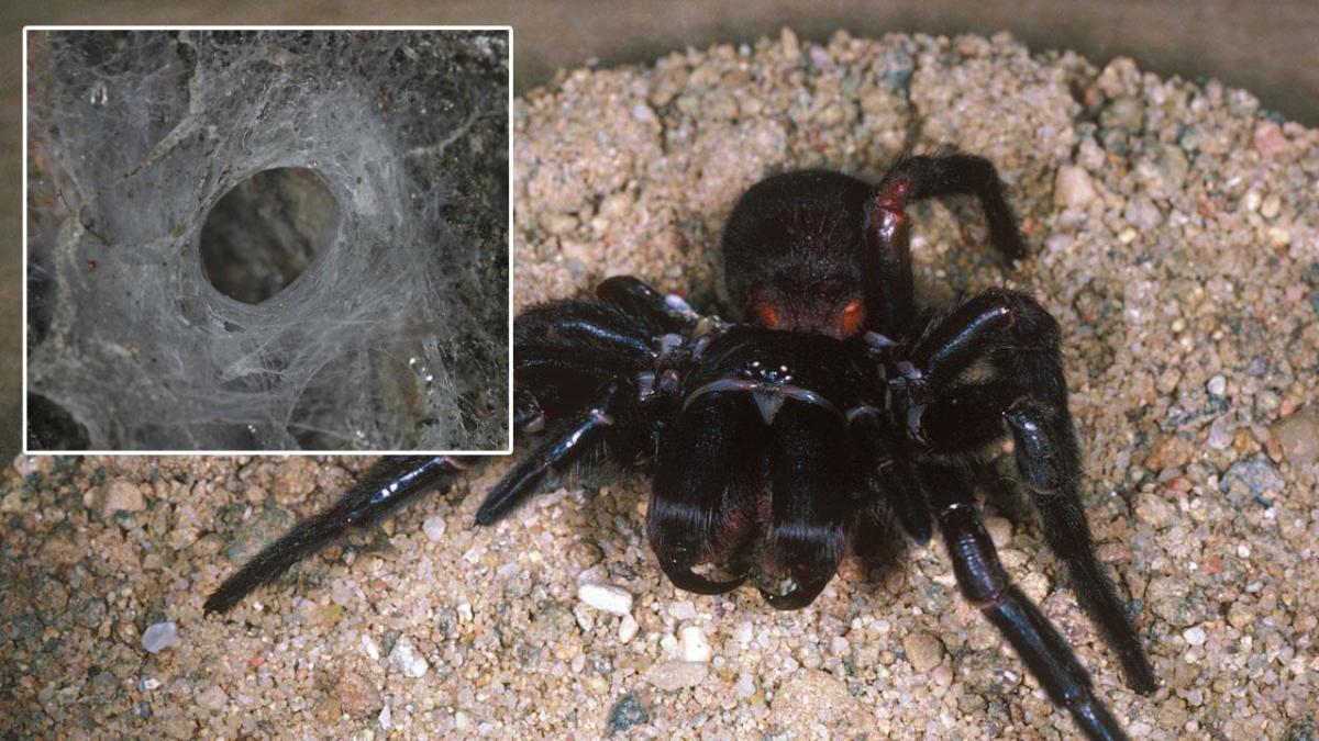 Funnel-web Spiders - The Australian Museum