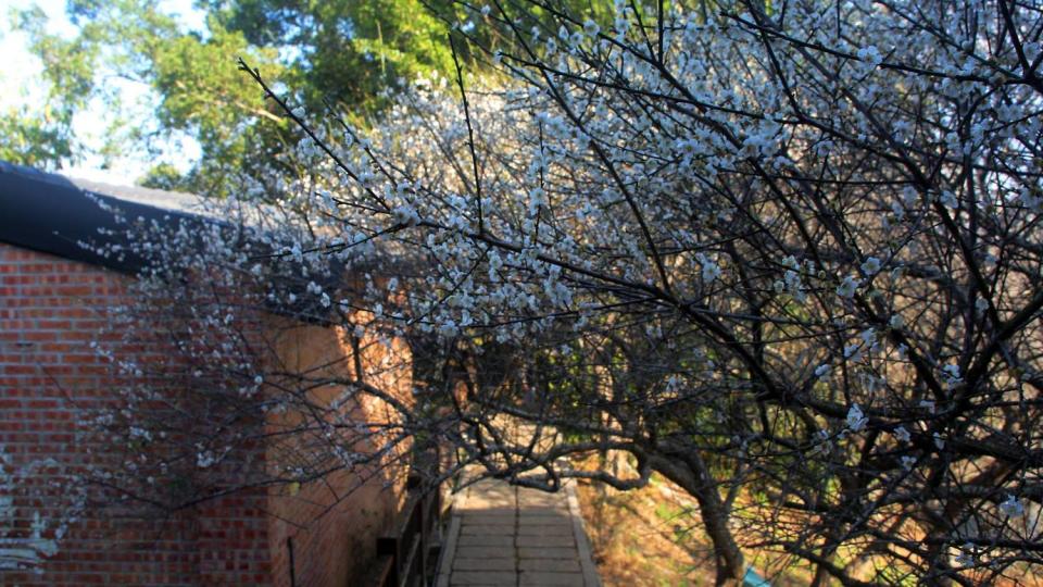 嘉義梅山公園是中南部首屈一指的賞梅勝地，1/6時已經綻放5成，到1/20前都是賞花期。圖：翻攝自台3明珠-梅山公園臉書