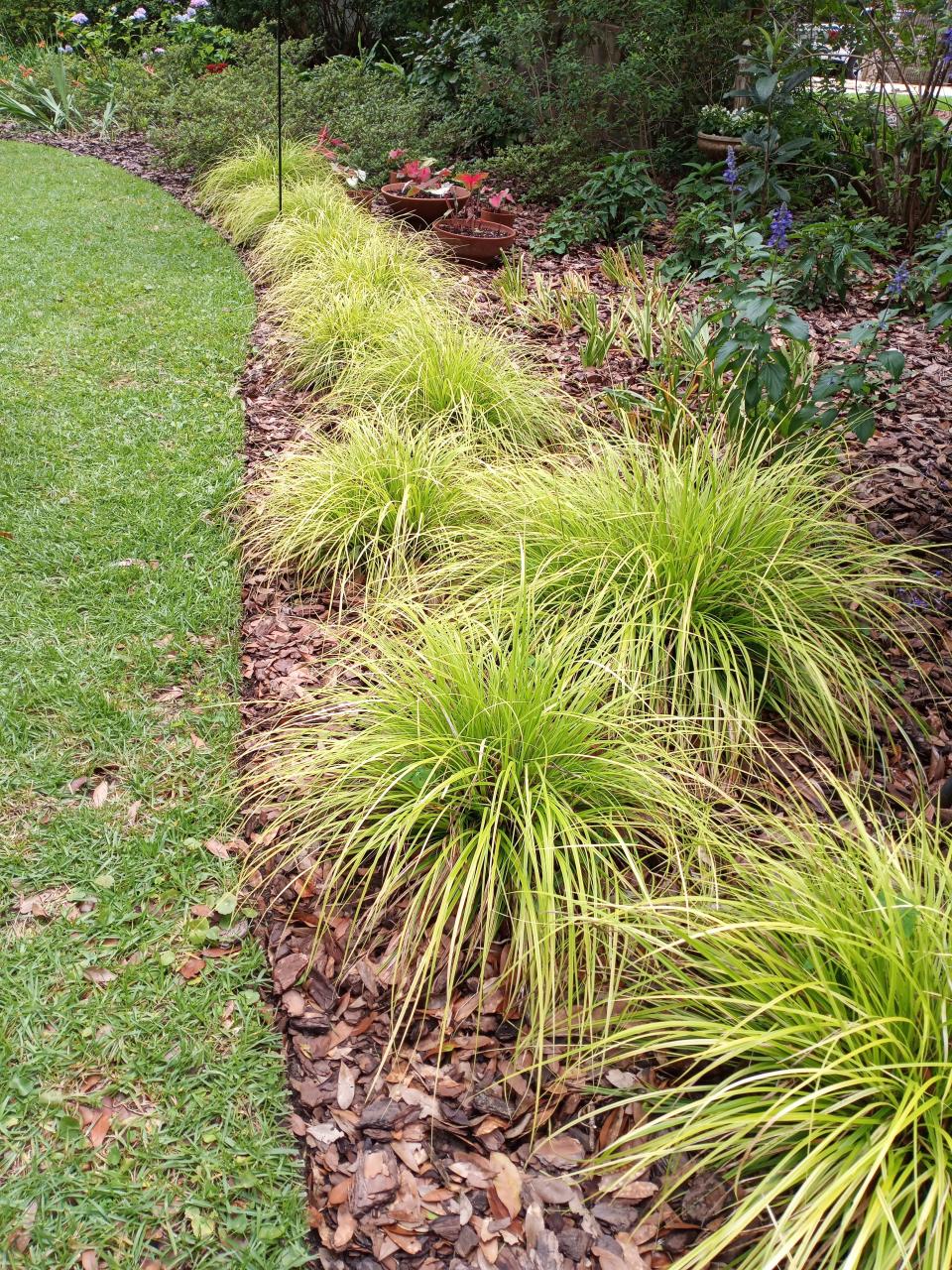 Carex Everillo makes a showy border in a shady garden.