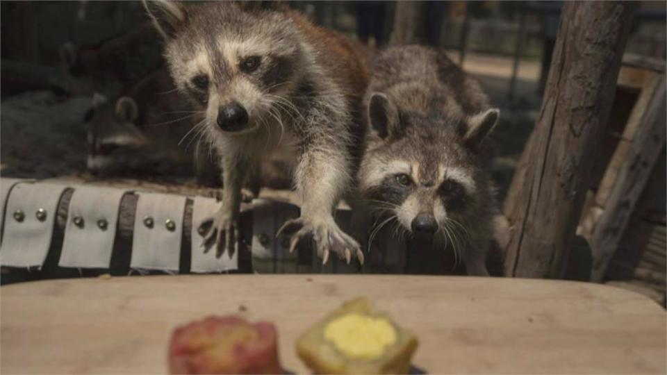 除了月兔　動物們也會過中秋節！壽山動物園黑熊波比　牠這樣過節...