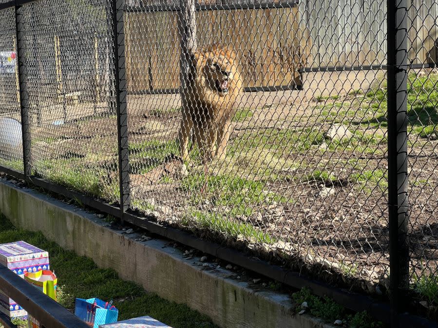 Austin Zoo celebrates lions Sango and Jelani’s 10th birthday (KXAN Photo/Todd Bailey)