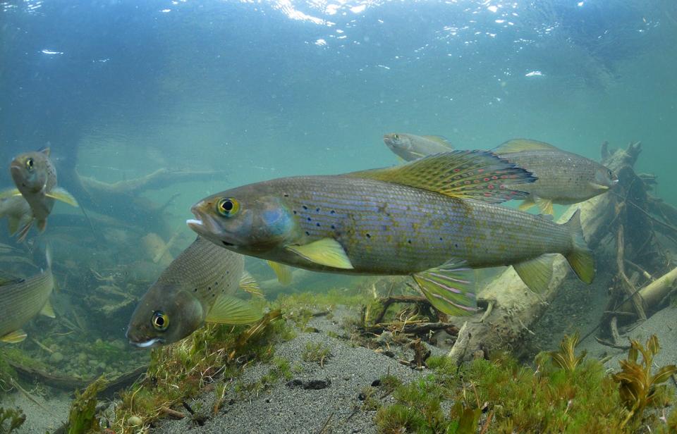 The Arctic grayling is close to being reintroduced to Michigan waters.