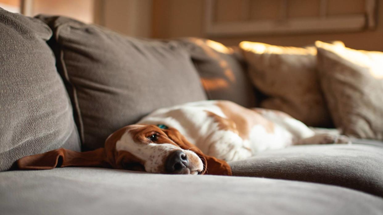  dog sleeping with eyes open 