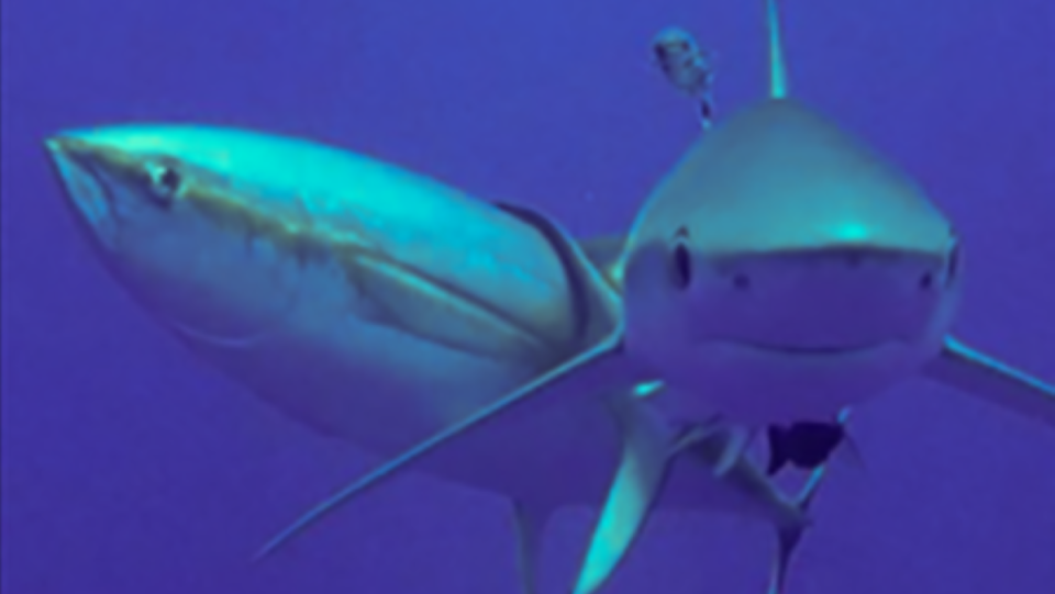 A tuna uses a shark as a scratching post
