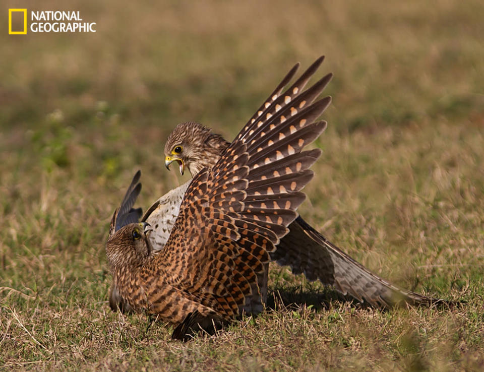 Un par de pájaros de la familia Falconidae del género de los halcones pelea por una presa. También son conocidos como el kestrel europeo o kestrel del Viejo Mundo. Fue un vistazo increíble que duró unos pocos segundos. (Foto y texto cortesía de Jineesh Mallishery/National Geographic Your Shot) <br> <br> <a href="http://ngm.nationalgeographic.com/your-shot/weekly-wrapper" rel="nofollow noopener" target="_blank" data-ylk="slk:Clic acá;elm:context_link;itc:0;sec:content-canvas" class="link ">Clic acá</a> para más fotos de la sección de National Geographic Your Shot.