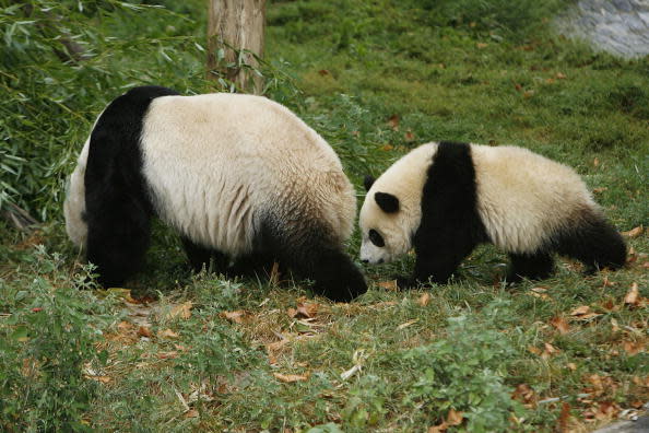 WASHINGTON – AUGUST 30: Giant panda cub Tai Shan (R) searches for melon balls with his mother, Mei Xiang in the morning at the Giant Panda Habitat at the Smithsonian National Zoological Park August 30, 2006 in Washington, DC. Weighing more than 62 pounds, Tai Shan (who?s name means ?peaceful mountain? in Chinese) turned one-year-old on July 9, 2006 and has helped draw an estimated 1.2 million visitors to the habitat since his December 2005 debut. The new $10 million Fujifilm Giant Panda Habitat is scheduled to open Sept. 20, 2006 and will be a state-of-the-art research facility and add more than 12,000 square feet to the pandas’ outdoor exhibit. (Photo by Chip Somodevilla/Getty Images)