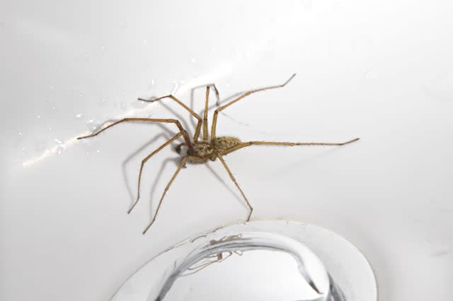Spider trapped in sink, UK