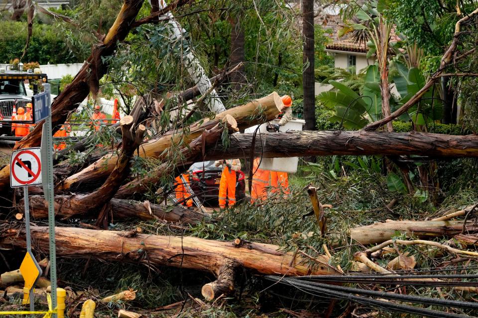 City workers help to remove a eucalyptus tree that fell onto a house and over power lines along Bundy Drive in the Brentwood section of Los Angeles on Tuesday ((AP Photo/Damian Dovarganes))