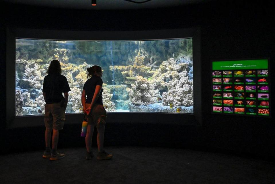 Zoo staff members takes a peek at a coral exhibit Sobela Ocean Aquarium.