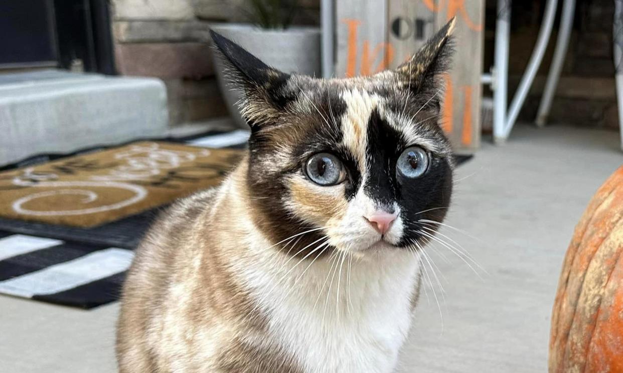 <span>Galena, six, an indoor-only cat, traveled more than 500 miles in a 3-by-3ft shipping container.</span><span>Photograph: Carrie Clark</span>