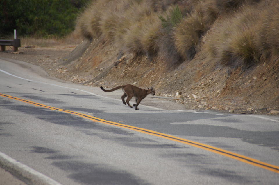 Mountain lion P-23 crosses a road in the Santa Monica Mountains National Recreation Area on July 10, 2013. Los Angeles and Mumbai, India are the world’s only megacities of 10 million-plus where large felines breed, hunt and maintain territory within urban boundaries. Long-term studies in both cities have examined how the big cats prowl through their urban jungles, and how people can best live alongside them. (National Park Service via AP)109
