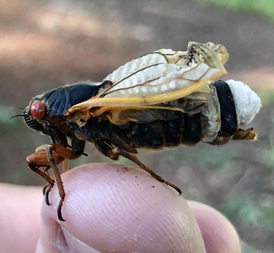 The fungus on the backside of a cicada. A chalky, white plug erupts out, taking over their bodies and making their genitals fall off.  / Credit: Matthew Kasson