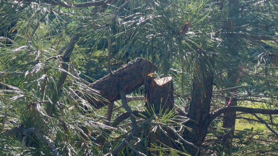 Image shows a tree sawed off.