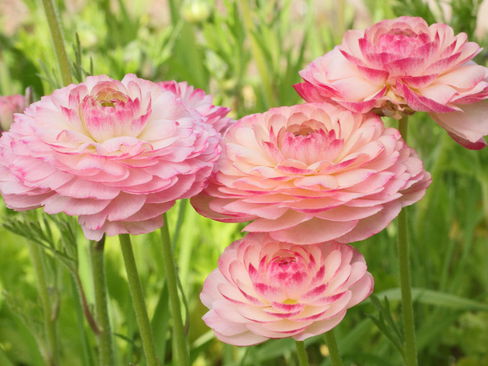 pink ranunculus asiaticus flowers