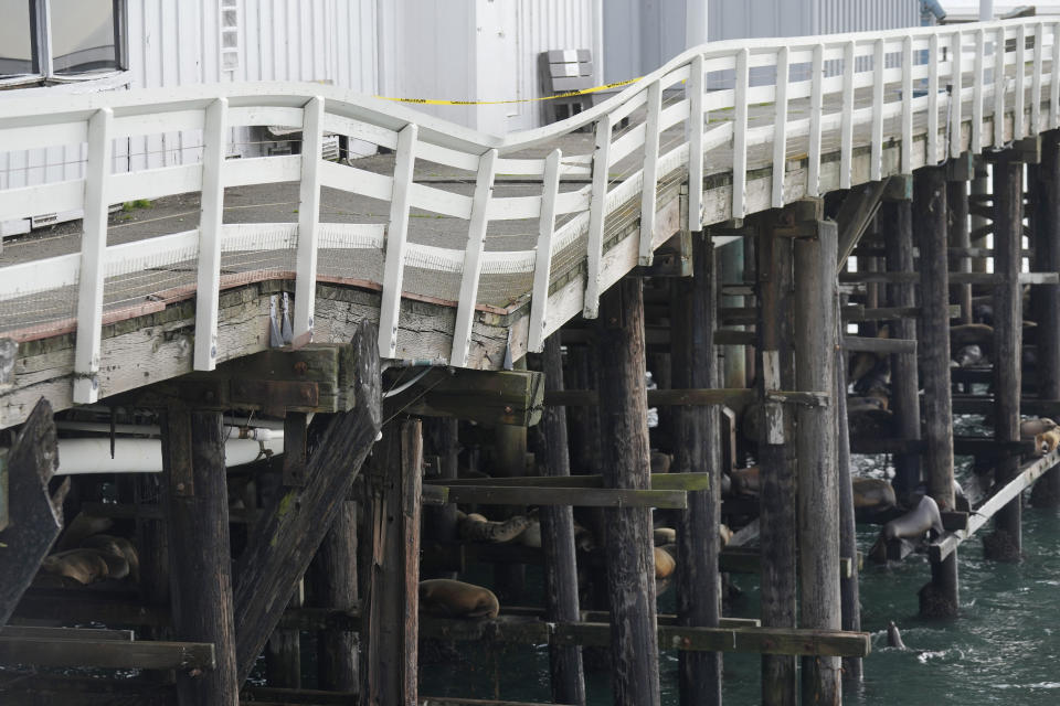 Sea lions rest below a damaged portion of the Santa Cruz Wharf in Santa Cruz, Calif., Friday, Jan. 12, 2024. Rising seas, frequent storms take toll on California's iconic piers, threatening beach landmarks. (AP Photo/Jeff Chiu)