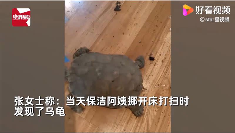 清潔阿姨移開床板，發現一隻烏龜乾屍。（圖／翻攝自星視頻）