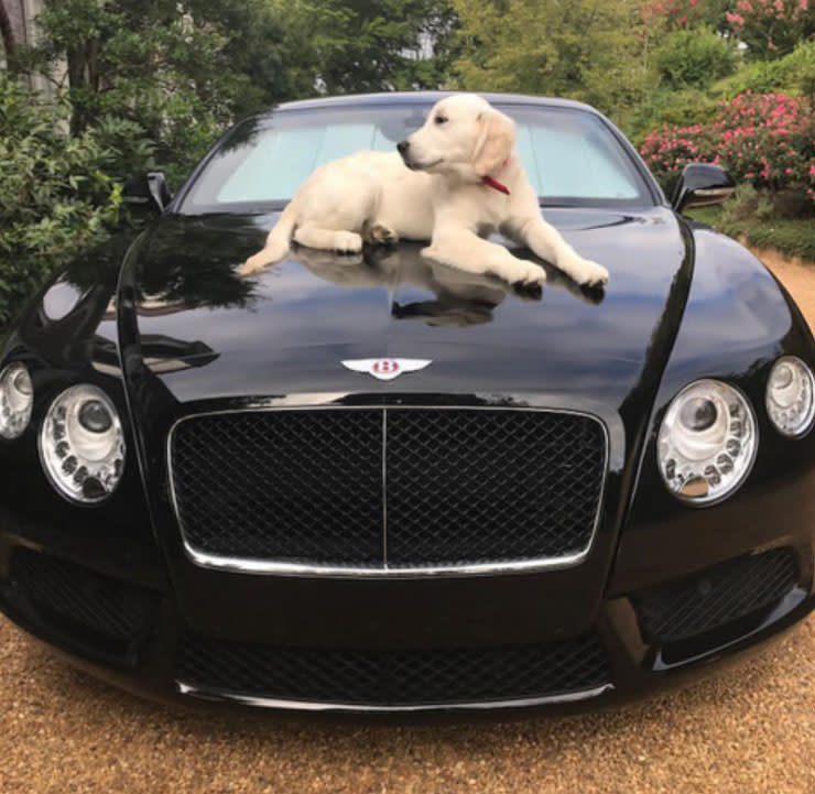 <p>„Der süßeste Hundewelpe auf der Welt!“, postete Herrchen unter dieses Foto. Warum er ihn der Instagram-Gemeinde auf der Motorhaube seines Bentleys für rund eine Viertelmillion Euro präsentiert – nun ja. Wahrscheinlich hat er vor lauter Tierliebe vergessen, dass die Hundepfoten auch Kratzer im Lack des Luxusschlittens hinterlassen könnten. (Bild: Instagram/vedettluxery) </p>