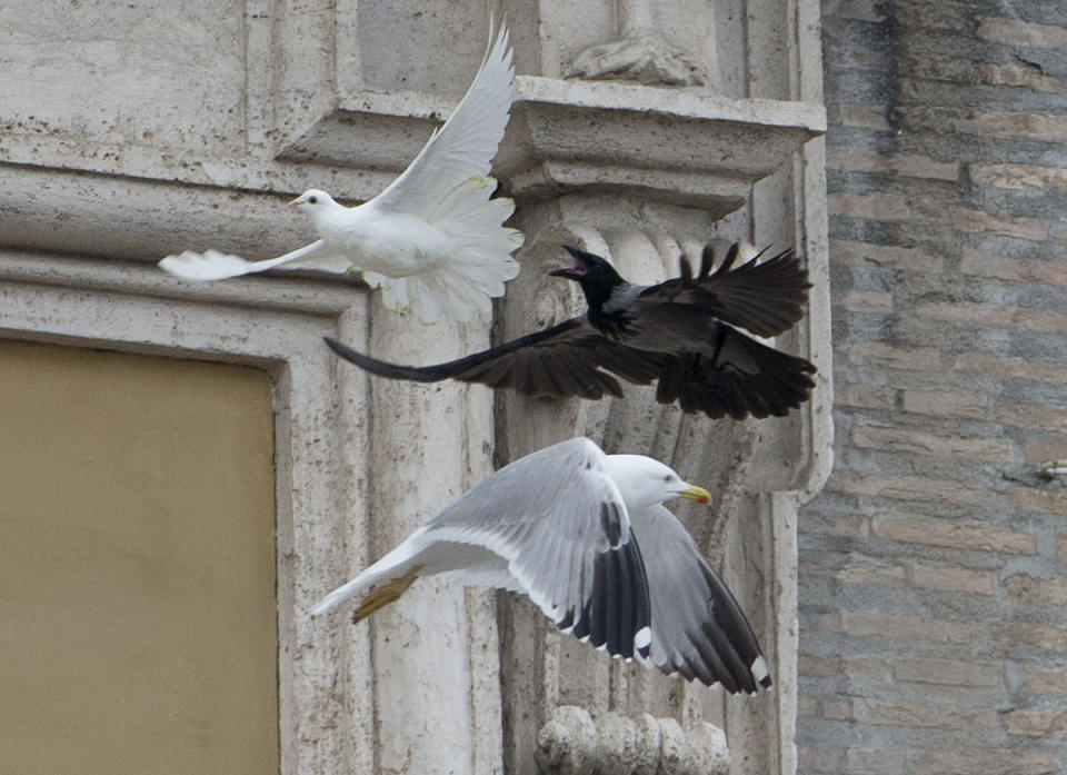 A dove which was freed by children flanked by Pope Francis during the Angelus prayer, is chased by a black crow in St. Peter's Square, at the Vatican, Sunday, Jan. 26, 2014. Symbols of peace have come under attack at the Vatican. Two white doves were sent fluttering into the air as a peace gesture by Italian children flanking Pope Francis Sunday at an open studio window of the Apostolic Palace, as tens of thousands of people watched in St. Peter's Square below. After the pope and the two children left the windows, a seagull and a big black crow quickly swept down, attacking the doves, including one which had briefly perched on a windowsill on a lower floor. One dove lost some feathers as it broke free of the gull, while the crow pecked repeatedly at the other dove. The doves' fate was not immediately known. While speaking at the window, Francis appealed for peace to prevail in Ukraine. (AP Photo/Gregorio Borgia)