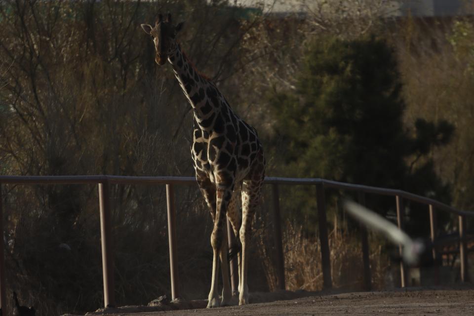 Benito the giraffe walks out from his enclosure at the city-run Central Park zoo prior to his transfer to a new habitat, in Ciudad Juarez, Mexico, Sunday, Jan. 21, 2024. After a campaign by environmentalists, Benito left Mexico's northern border and its extreme weather conditions Sunday night and headed for a conservation park in central Mexico, where the climate is more akin to his natural habitat and already a home to other giraffes. (AP Photo/Christian Chavez)