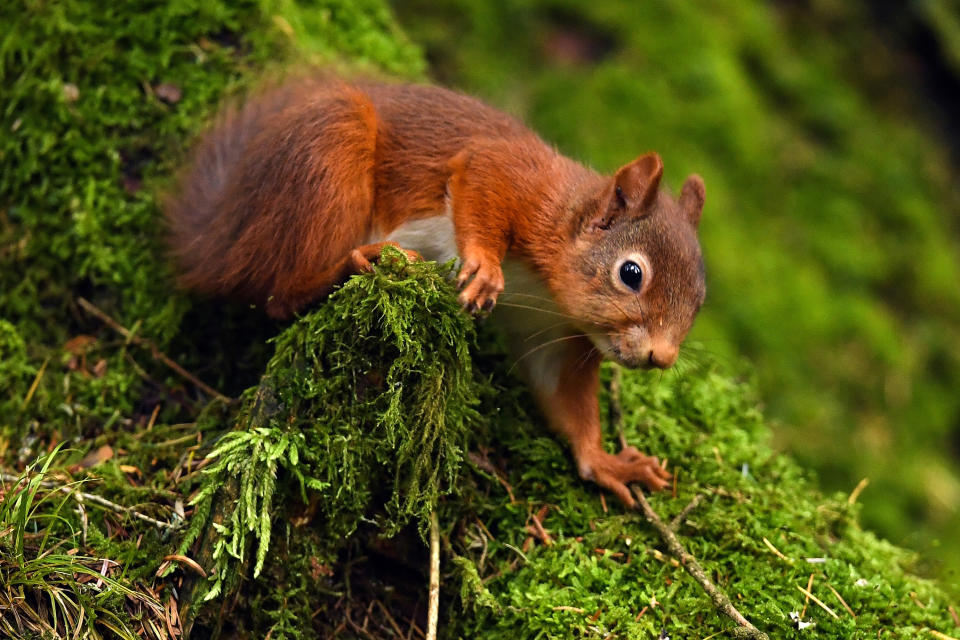 Eichhörnchen sind keine akzeptierten Assistenztiere. (Symbolbild: Jeff J Mitchell/Getty Images)