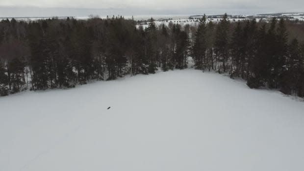 Drone footage of the seal found nearly three kilometres inland.