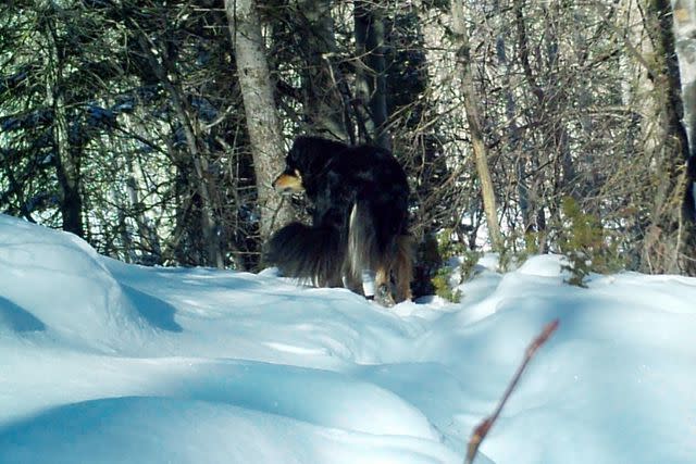 <p>Deborah Wieker/GoFundMe</p> A photo of Ullr the dog from trail camera footage captured 11 months after the pet went missing in Colorado