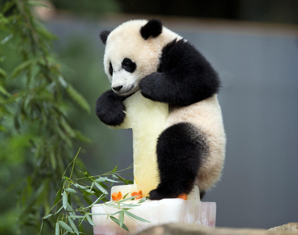 FILE - Panda cub Bao Bao climbs onto her birthday cake at the National Zoo in Washington, Aug. 23, 2014. Panda lovers in America received a much-needed injection of hope Wednesday, Nov. 15, 2023, as Chinese President Xi Jinping said his government was “ready to continue” loaning the black and white icons to American zoos. (AP Photo/Pablo Martinez Monsivais, File)