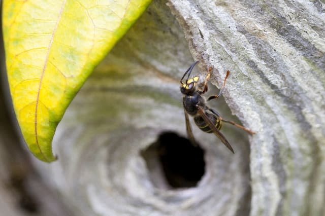 Wasp and Wasp Nest, UK