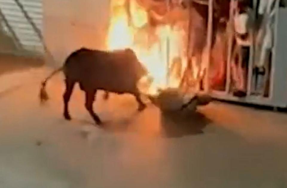 西班牙在進行「奔牛」儀式時，1名男子遭公牛猛撞，導致脾臟破裂身亡。（圖／翻攝自推特）