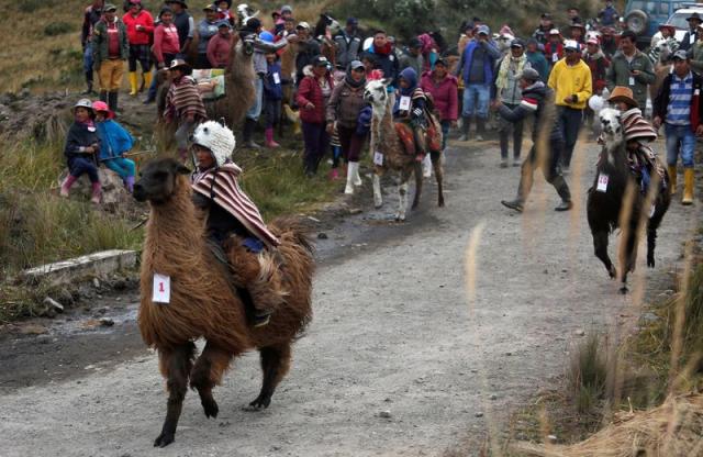 AP Photos: Kids race llamas in Ecuador's highlands