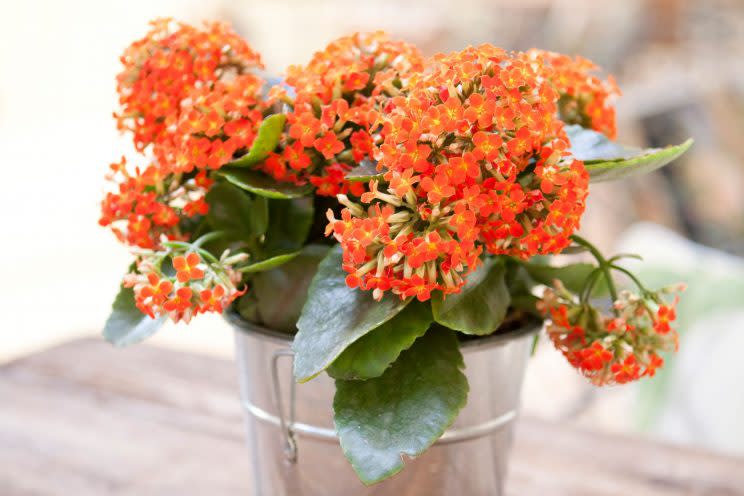 El kalanchoe, la planta que se ofrece como un falso remedio contra el cáncer. (Foto: GettyImages)