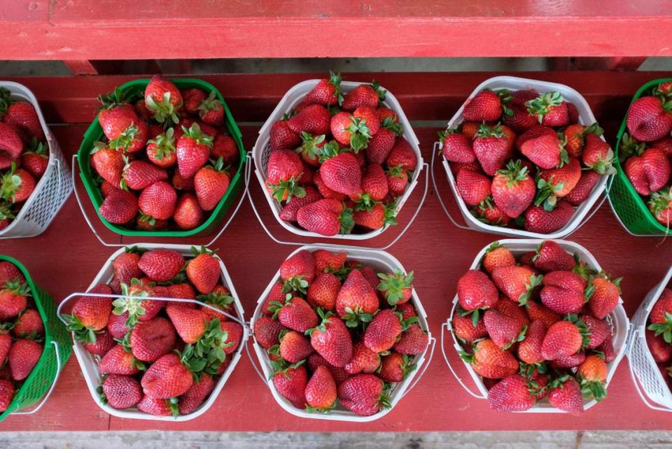 The Pee Dee State Farmers market is set to host the Plant and Flower Sale April 22-25. The event, expected to bring over up to 22,000 visitors, was closed last year due to the COVID-19 pandemic. The three state farmers markets in S.C. were set up by the S.C. Department of Agriculture to support local farming in the region. April 15, 2021.