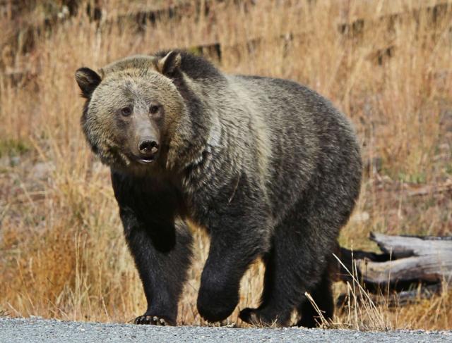 5 Good Wyoming Grizzly Bear Recipes [VIDEOS]