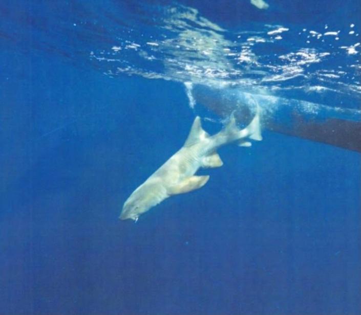 A shark struggles on a commercial longline hook off the coast of Jupiter, Florida, in August 2020.