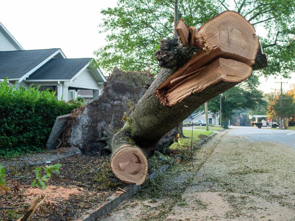 Pat Taber describes the tree that was toppled by Hurricane Helene in his brother’s yard on Hillside Drive in Greenville Monday October 7, 2024.