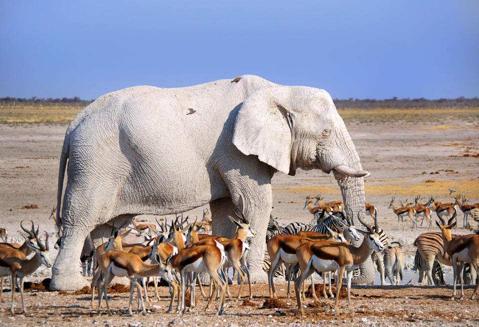 <p>A white elephant standing with a group of gazelles. (Photo: Anatoly Berman/Caters News) </p>