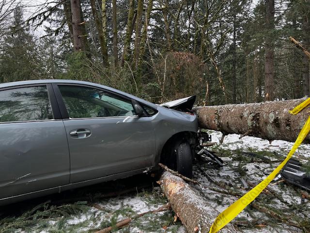 A tree fell into a house and a car in Lake Oswego, January 13, 2023 (KOIN)