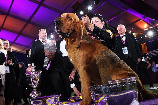 Michael M. Santiago/Getty Trumpet the Bloodhound, the Best in Show winner of the 2022 Westminster Dog Show