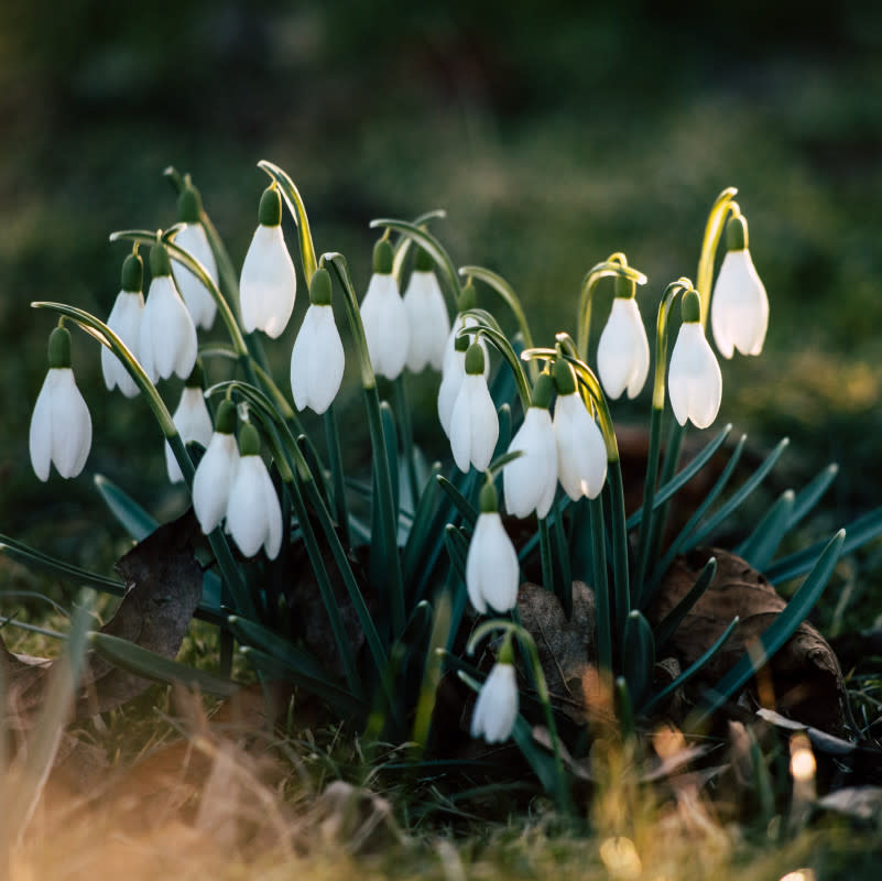 White snowdrops, facing the ground. <p>Kristine Cinate/Unsplash</p>