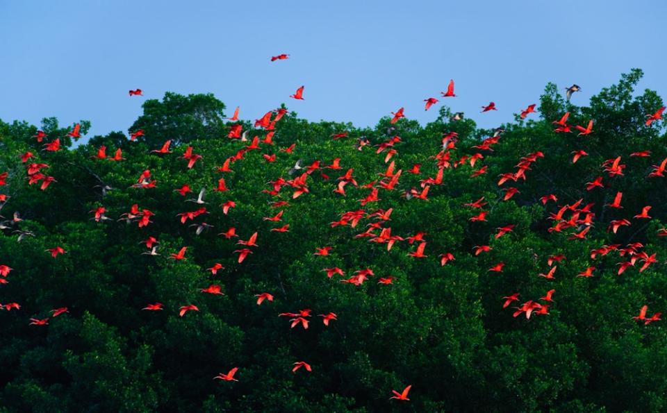 scarlet ibis - getty