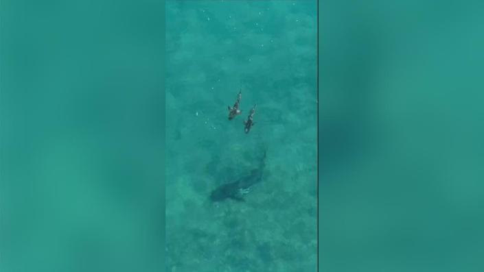 Two large cubs are seen swimming with a bull shark