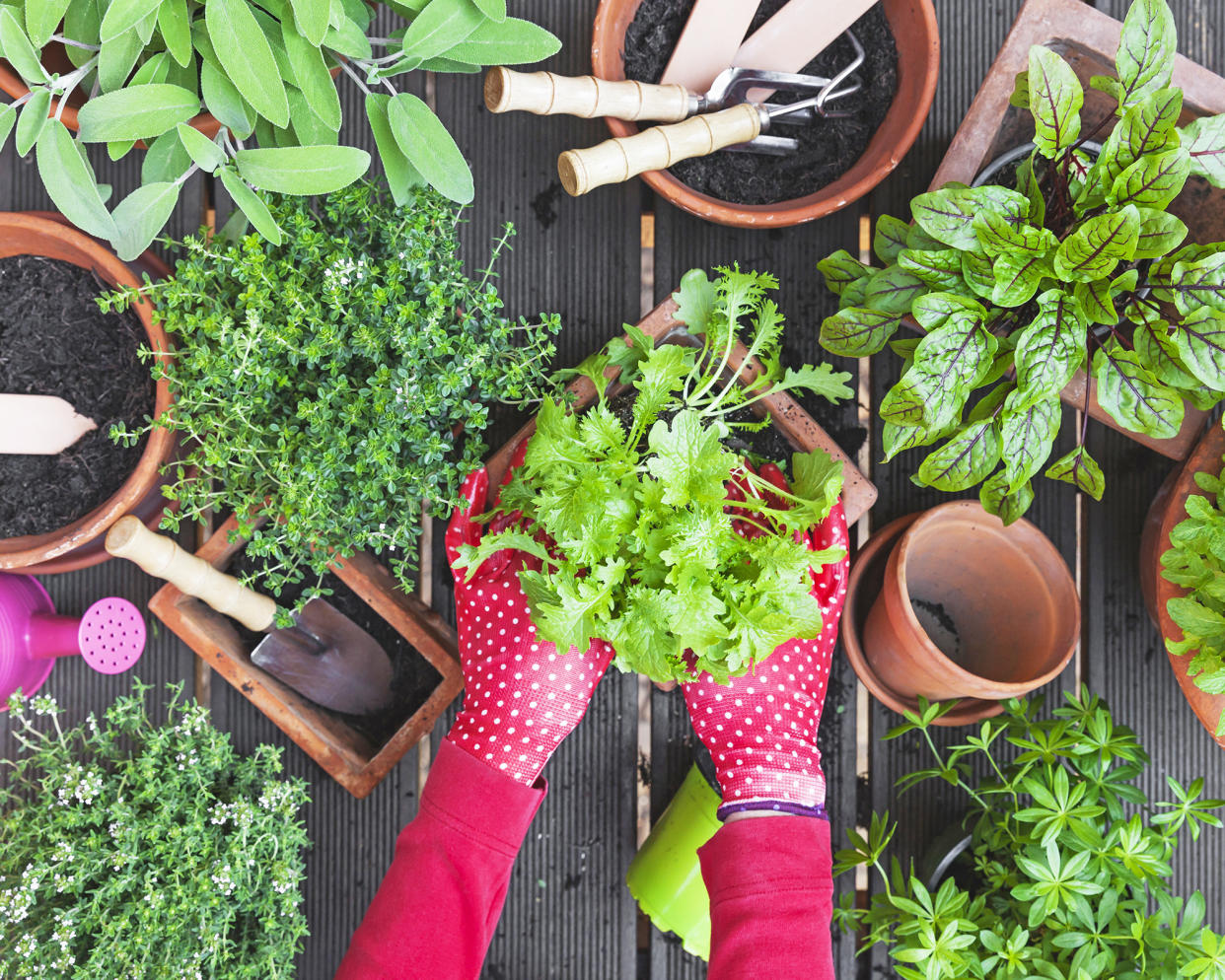  Gardener planting herbs and vegetables. 