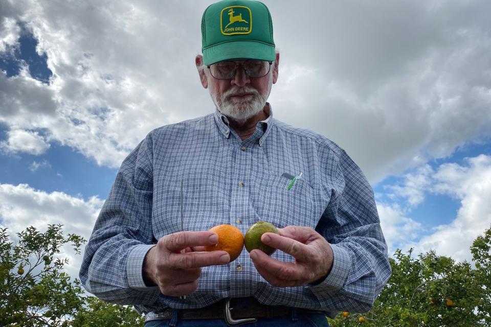 Citrus greening, a bacterial disease, is infecting oranges growing in Florida making supply even tighter.